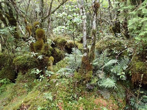 苔蘚|苔蘚基本介紹 – Bryophytes